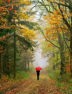 L'automne en pleine forme